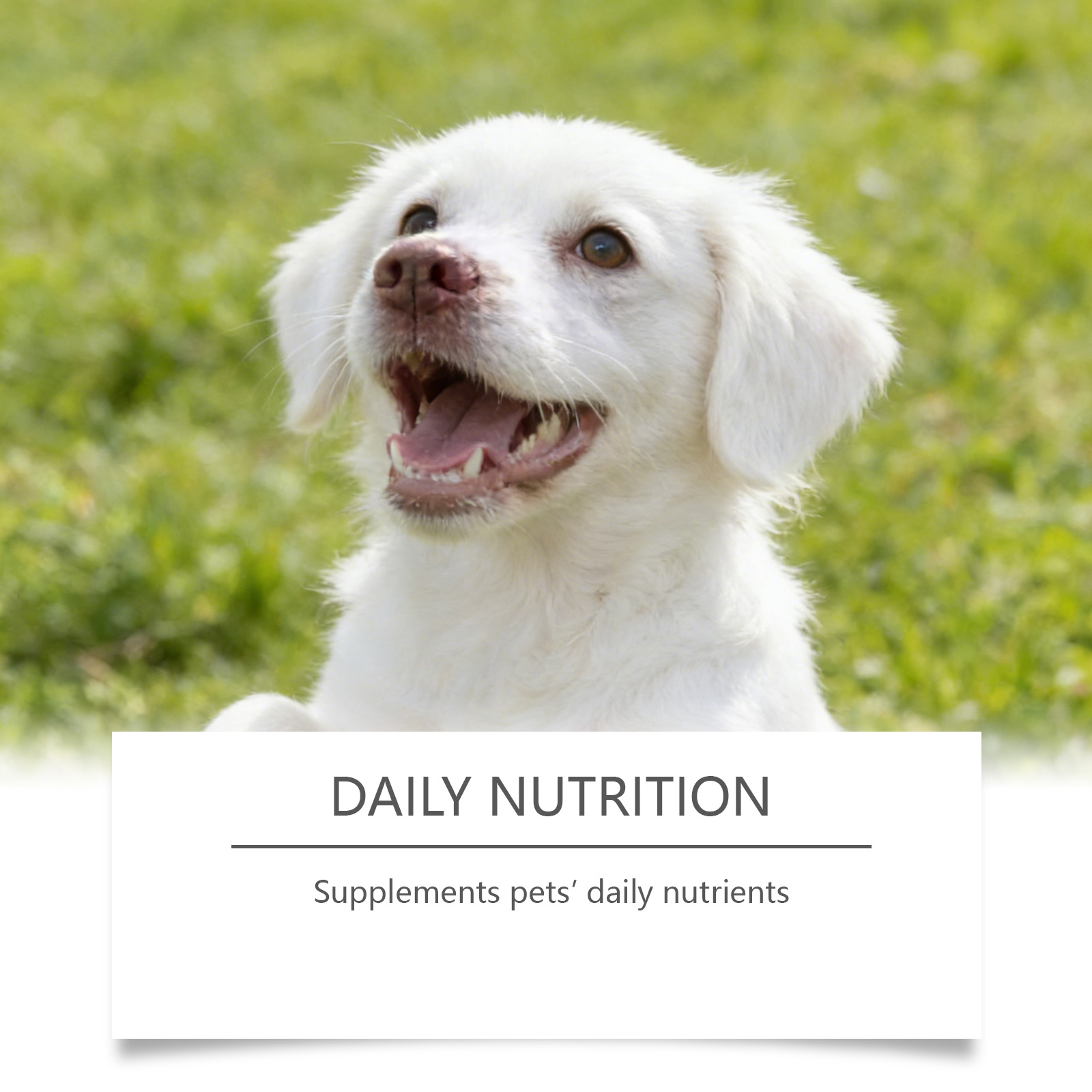 Dog Taurine Powder Easy-To-Mix - Wellness Health Nutrition review and price